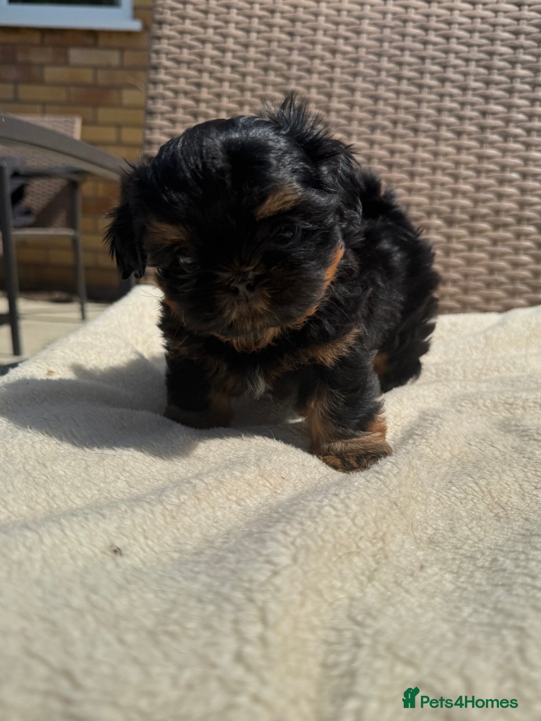 Shih Tzu dogs for sale: LAST BOY LEFT Imperial shih tzu dobies - Image 3