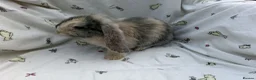 Dwarf Lop rabbits for sale: Beautiful Dwarf Lop Bunnies - Advert 19