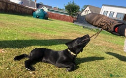 Labrador Retriever dogs for sale: Black Labrador Retriever - Image 1