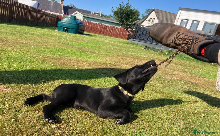 Labrador Retriever dogs - Advert 13