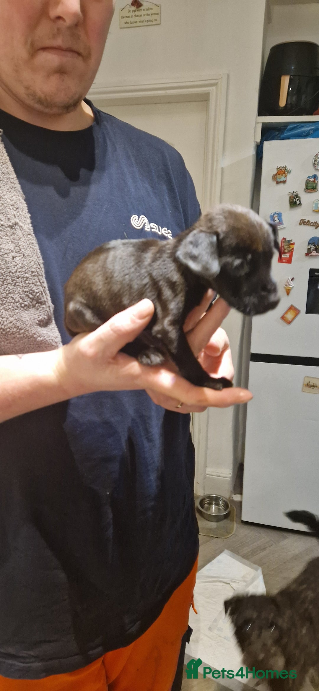 Patterdale Terrier dogs for sale: 1 year old Male Patterdale - Image 7