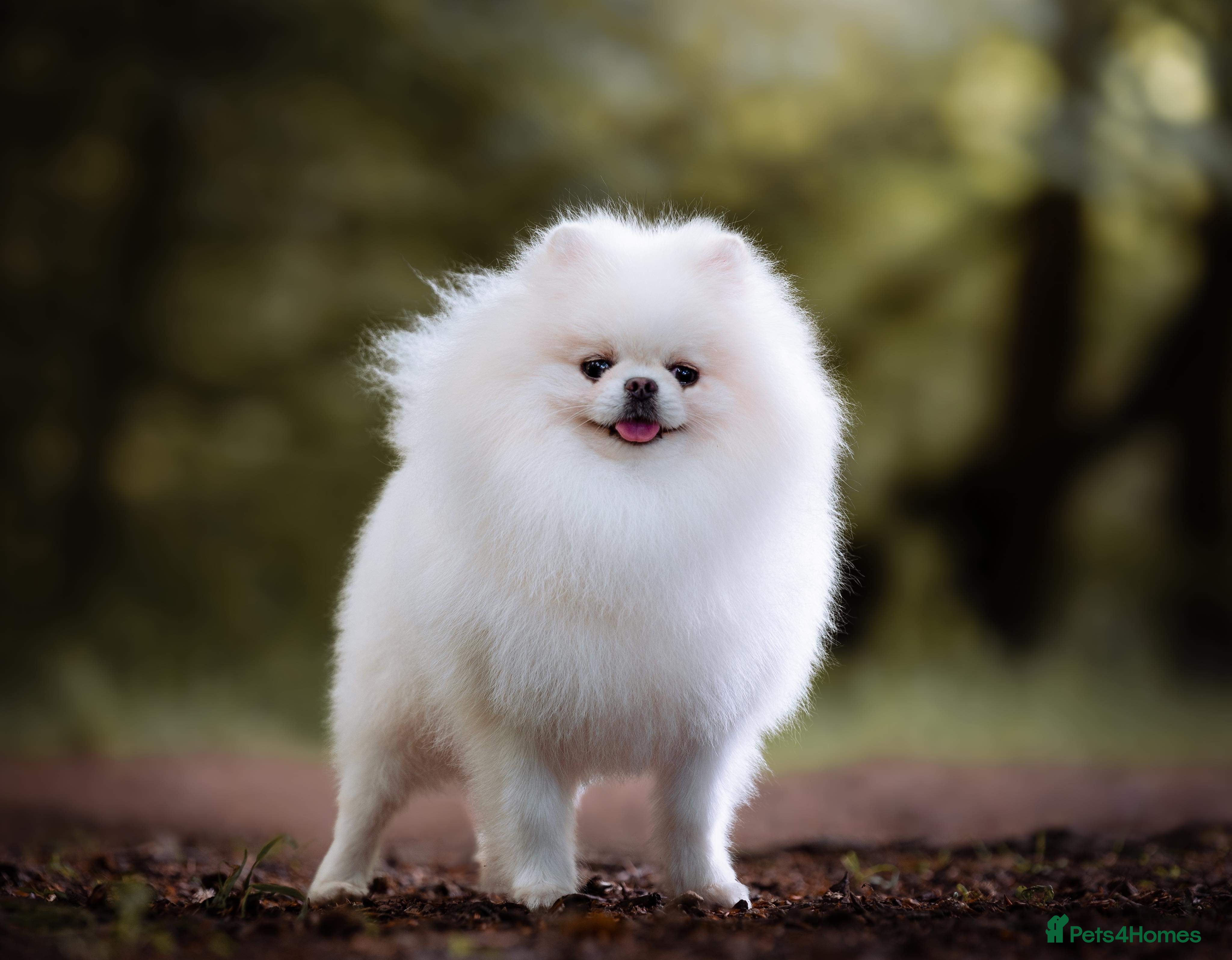Pomeranian dogs For stud beautiful pure white Pomeranian in Leeds - Advert 18