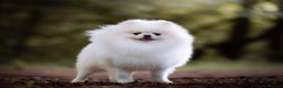 Pomeranian dogs for stud: For stud beautiful pure white Pomeranian in Leeds - Advert 1