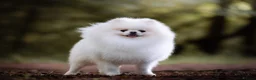 Pomeranian dogs for stud: For stud beautiful pure white Pomeranian in Leeds - Advert 1