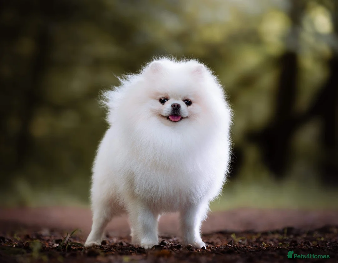 Pomeranian dogs for stud: For stud beautiful pure white Pomeranian in Leeds - Advert 1