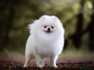 Pomeranian dogs For stud beautiful pure white Pomeranian in Leeds - Advert 10