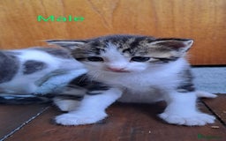 British Shorthair cats for sale: Tabby Female, White Tabby Male Kittens 4wks old - Image 3