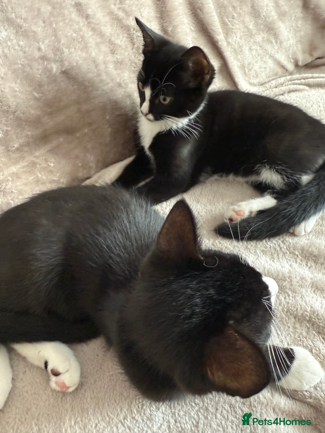Mixed Breed cats for sale: lovely kitties - Image 4
