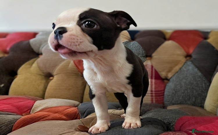 Boston Terrier dogs - Advert 1