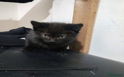 British Shorthair cats for sale: Black short hair kittens  - Image 2