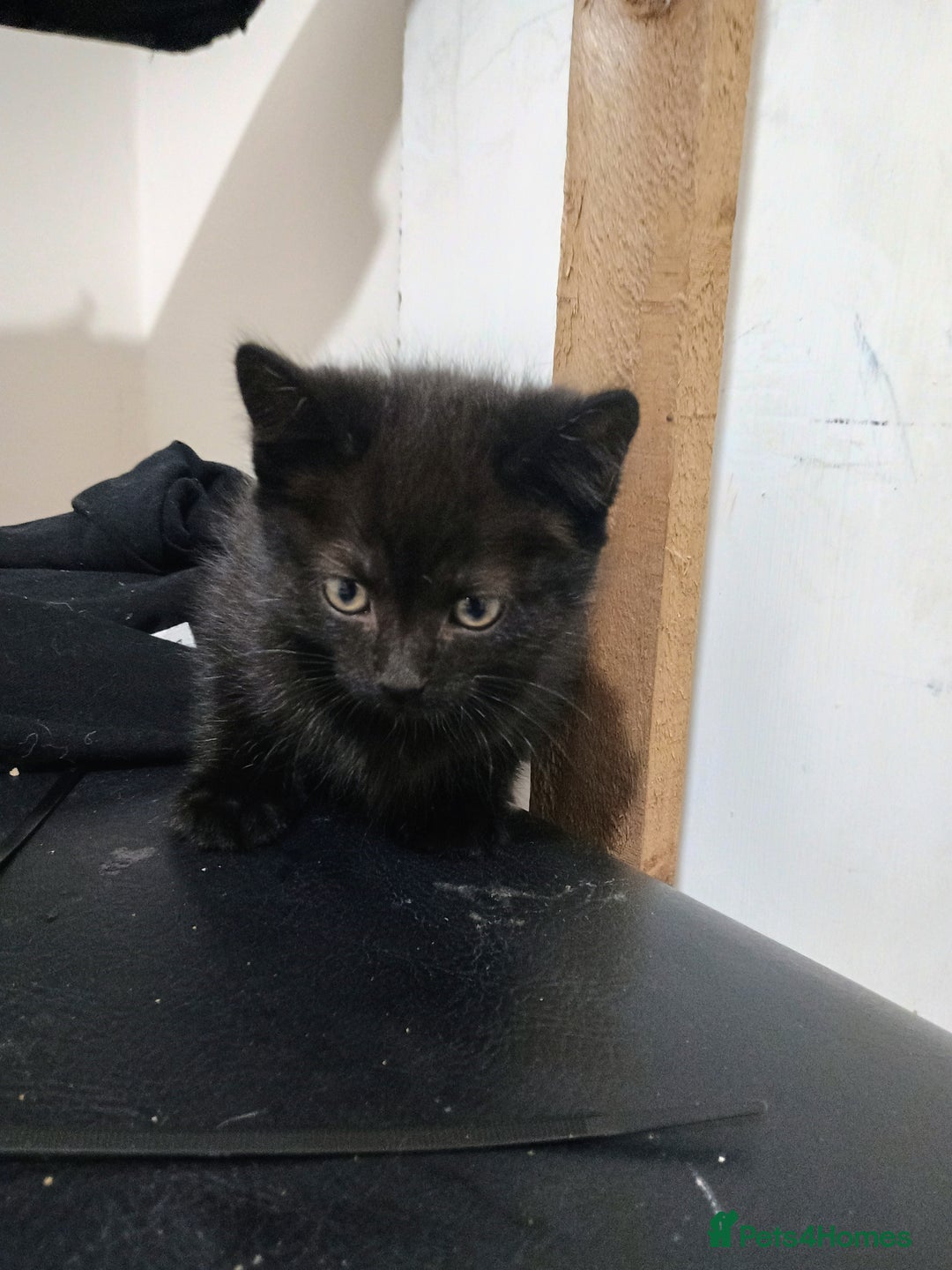 British Shorthair cats for sale: Black short hair kittens  - Image 2