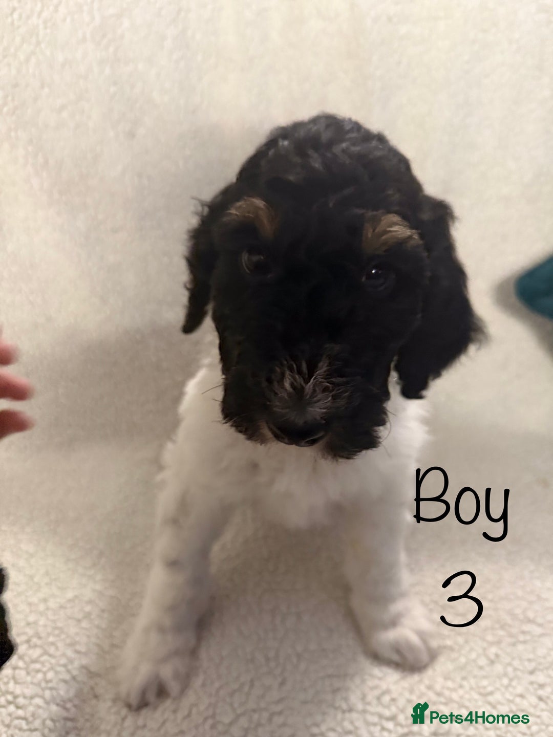 Bernedoodle dogs for sale: Tri-colour Bernedoodle  puppies  - Advert 5