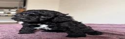 Mixed Breed dogs for sale: 2 Male F1b Beaglepoo - Advert 14