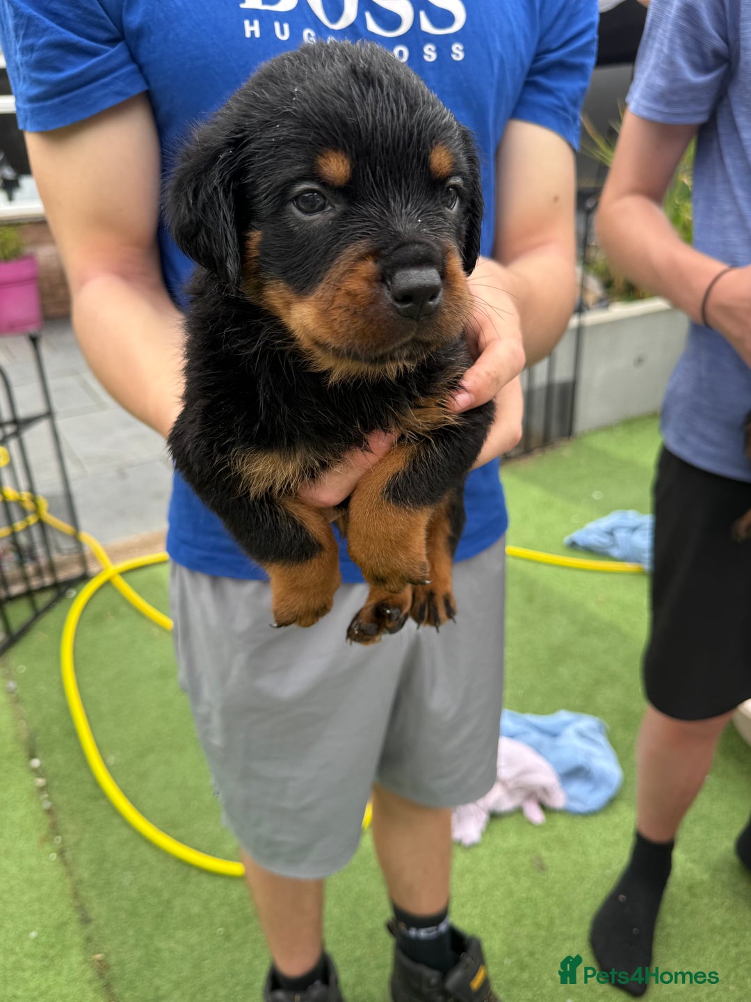 Rottweiler dogs for sale: Rottweiler puppies  - Image 16