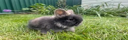 Lionhead rabbits for sale: Beautiful mini double maned lionheads  - Advert 10