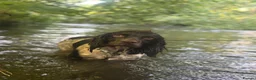 Sprocker dogs for stud: Sprocker spaniel  in Uxbridge - Advert 4