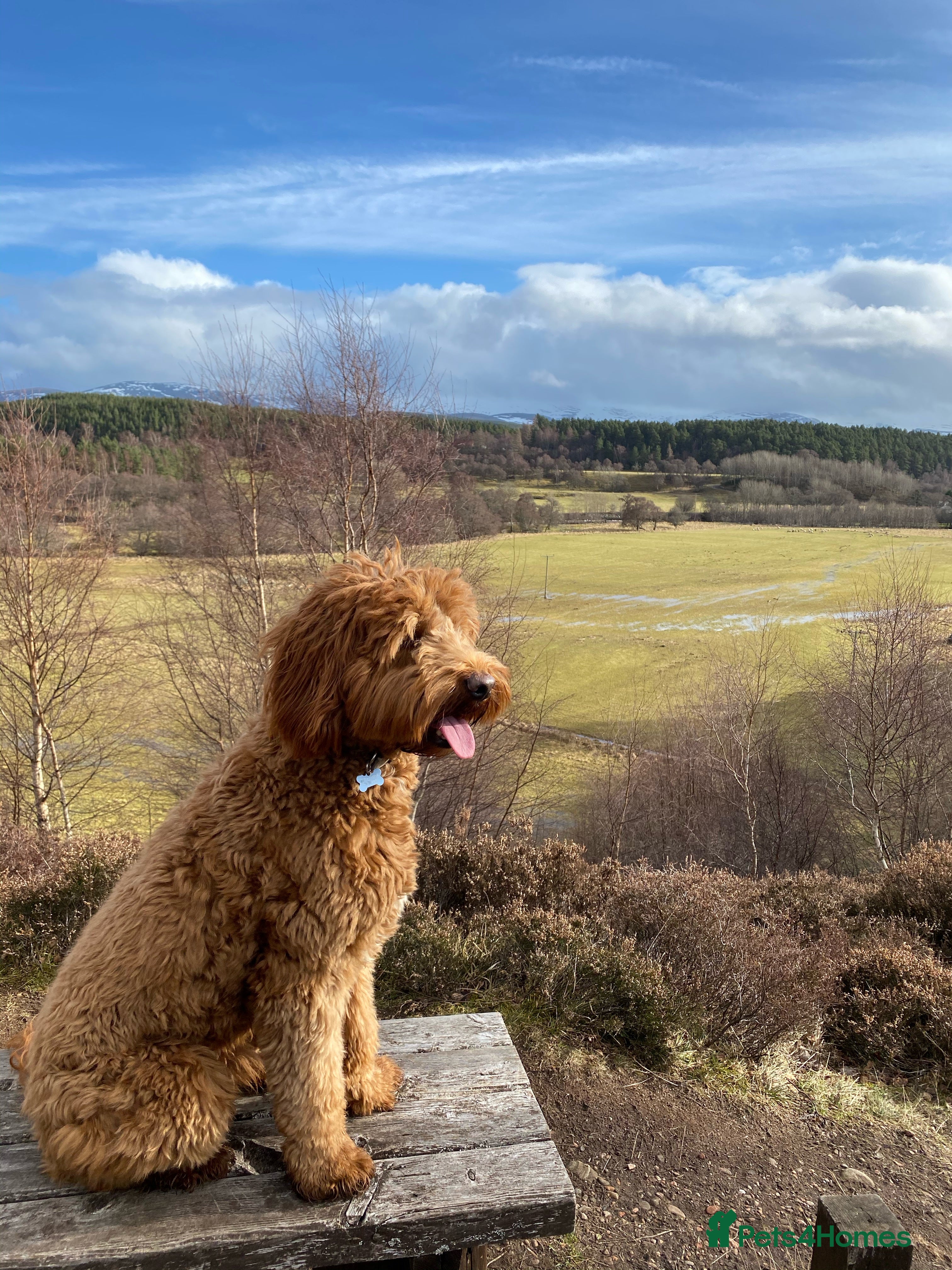 Labradoodle dogs Australian Labradoodle Stud  in Newtonmore - Advert 1