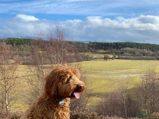 Labradoodle dogs Australian Labradoodle Stud in Newtonmore - Advert 1
