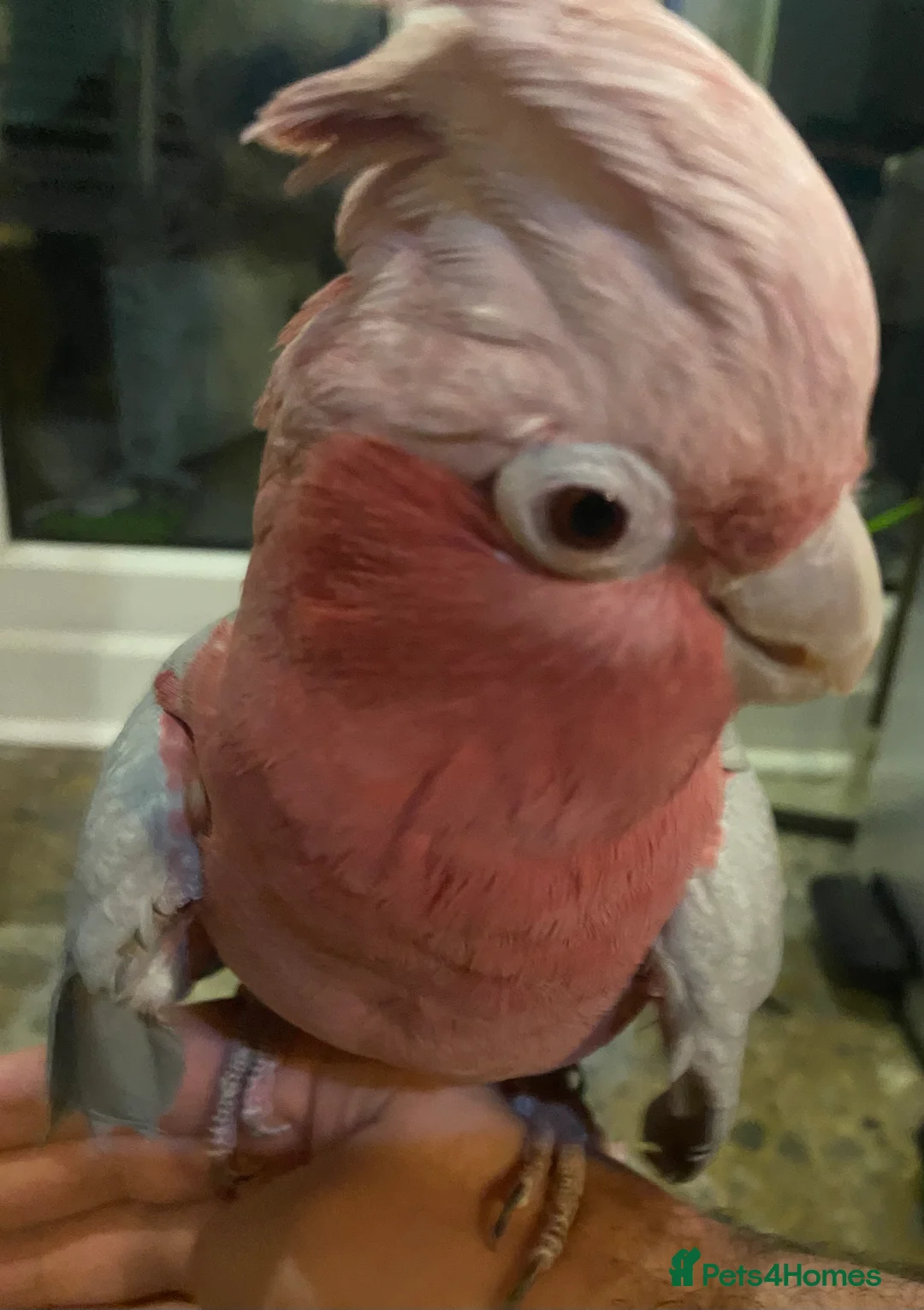 Cockatoo birds for sale: Female Galah Cockatoo - Advert 4