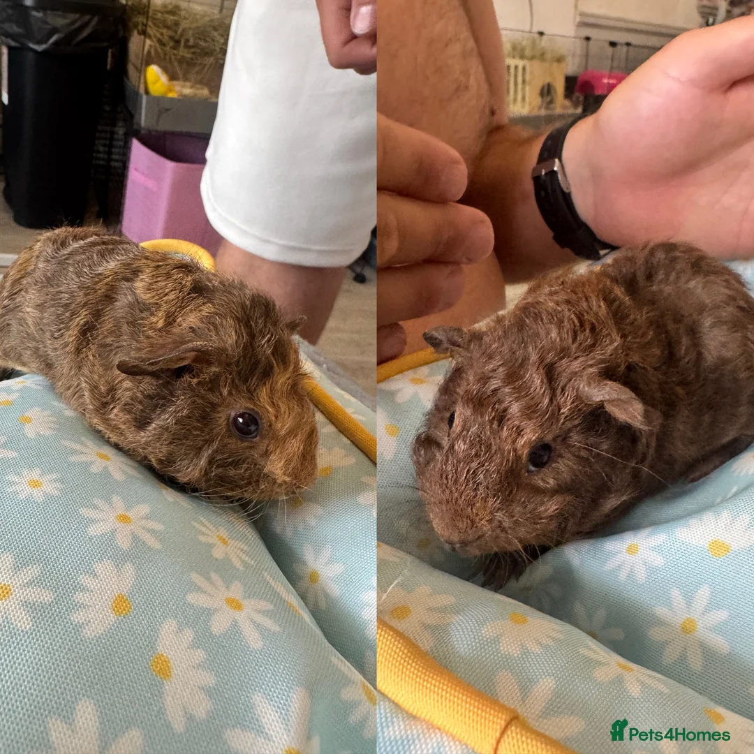 Guinea Pig rodents for sale: 2 male guinea pigs bonded pair  - Advert 1
