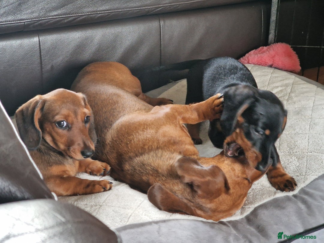 Dachshund dogs for sale: Champion sired, show quality miniature, ready now. - Image 18