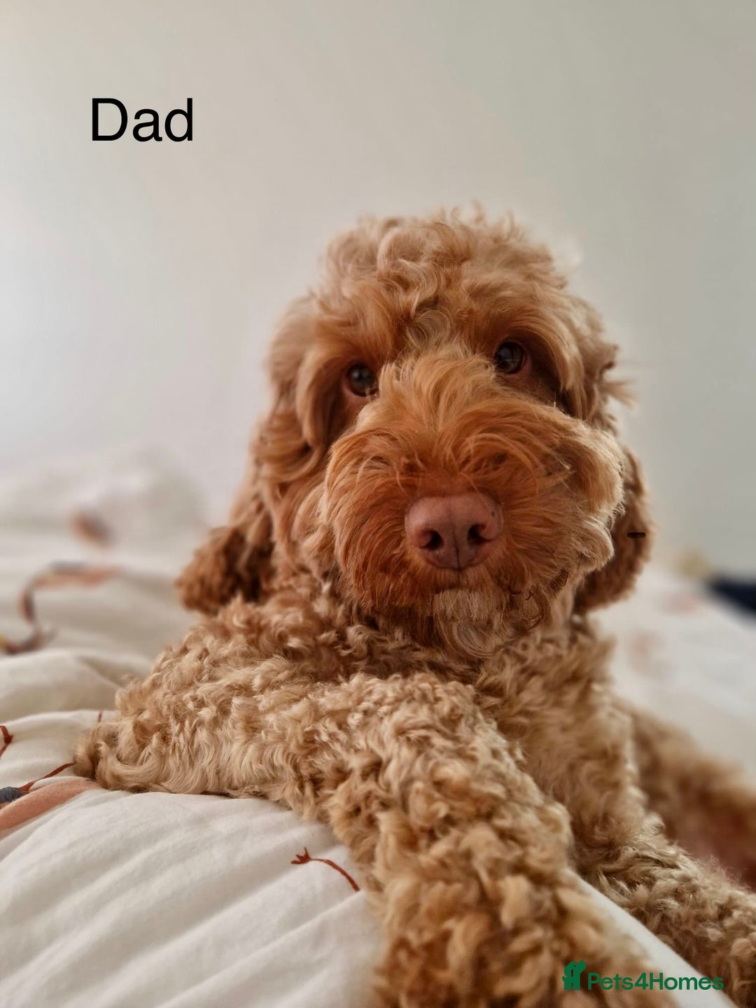 Cockapoo dogs for sale: Beautiful F2 Cockapoos - 5 boys left  - Advert 22