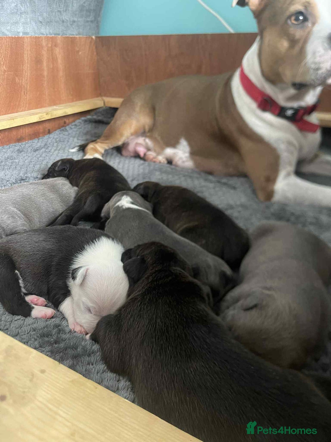 Mixed Breed dogs for sale: Mix Staffy puppies  - Image 29