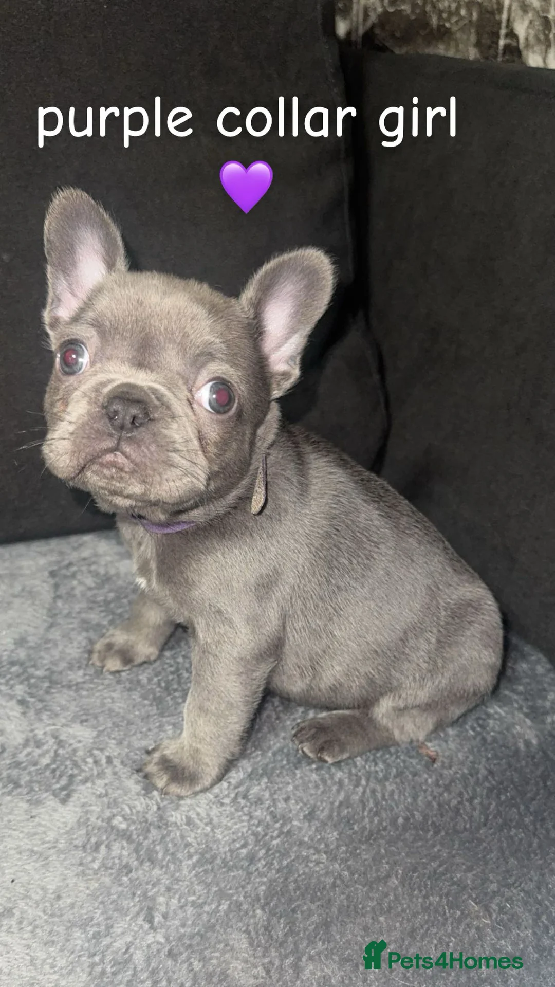 French Bulldog dogs for sale: Fluffy carrier french bulldog pups  - Advert 4