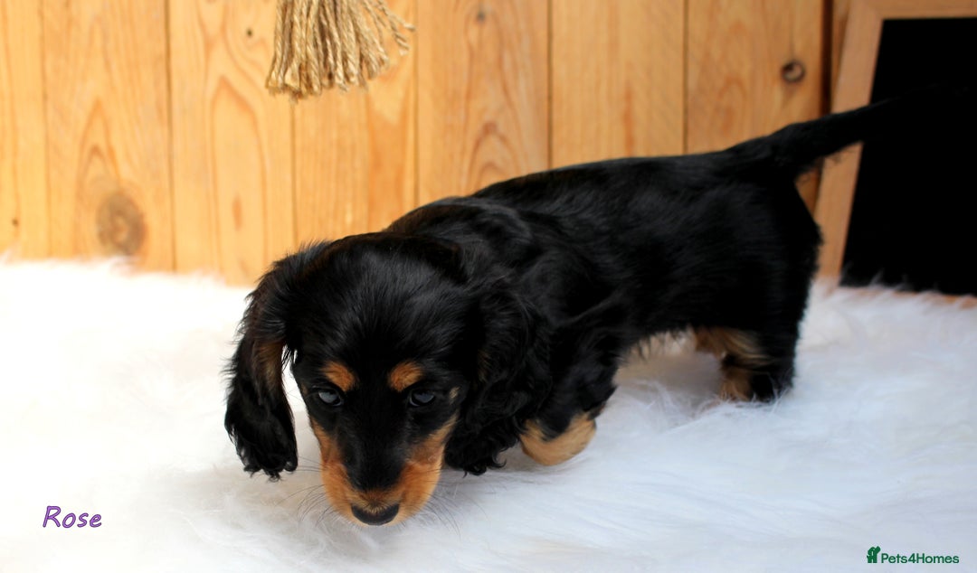 Miniature Dachshund dogs for sale: KC Health tested Licensed breeder 12 years exp - Image 17