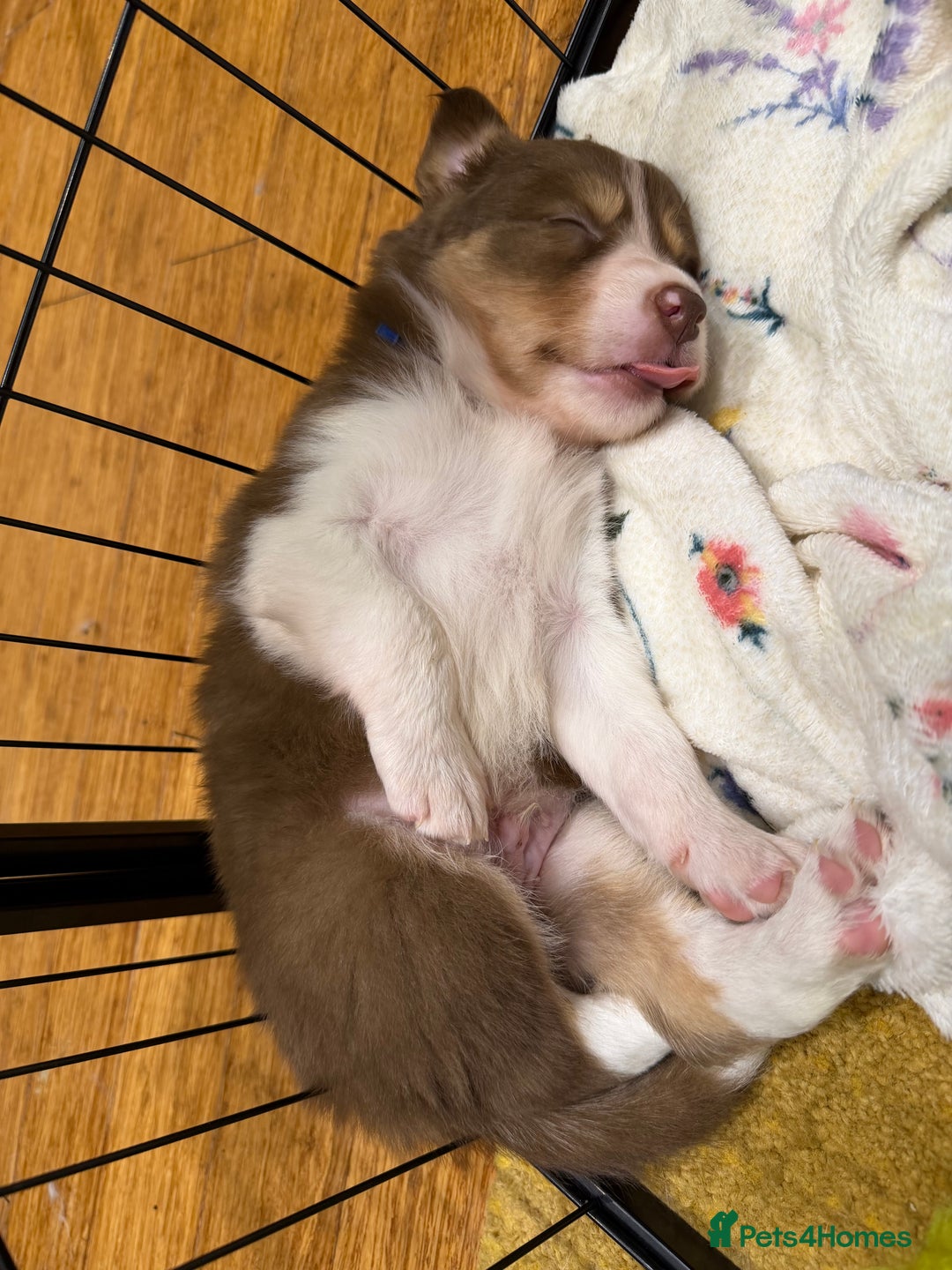 Border Collie dogs for sale: Red & white tri merle border collie puppies - Advert 6