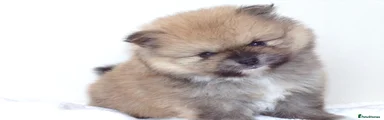 Pomeranian Puppy 1