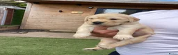 Golden Retriever dogs for sale: 5 Star ⭐️ Golden Retrievers 💙🩷🩷 - Advert 3