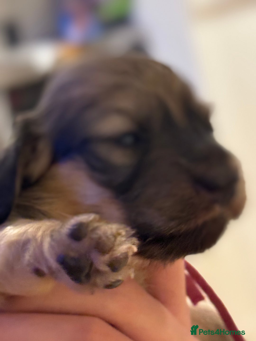 Miniature Dachshund dogs for sale: Reservation list now open! - Image 13