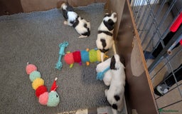 English Springer Spaniel dogs for sale: English Springer puppy *READY NOW* - Image 15