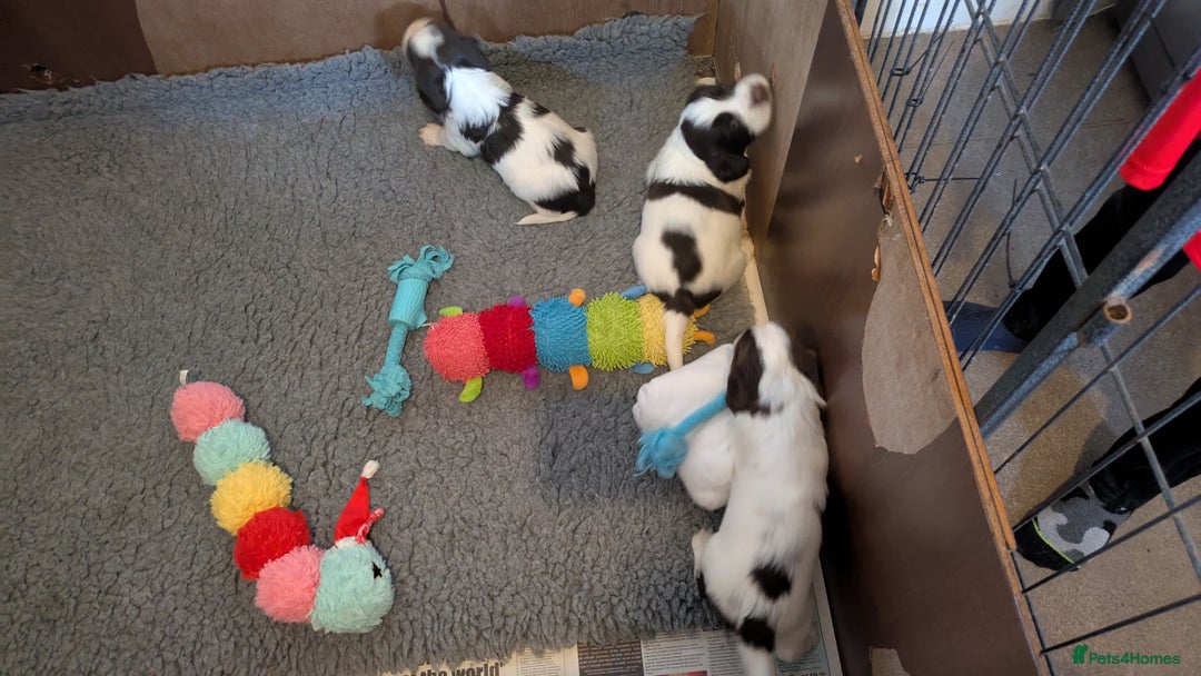English Springer Spaniel dogs for sale: English Springer puppy *READY NOW* - Image 15