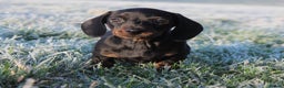 Miniature Dachshund dogs for sale: Stunning Miniature Dachshund Puppies - Advert 33