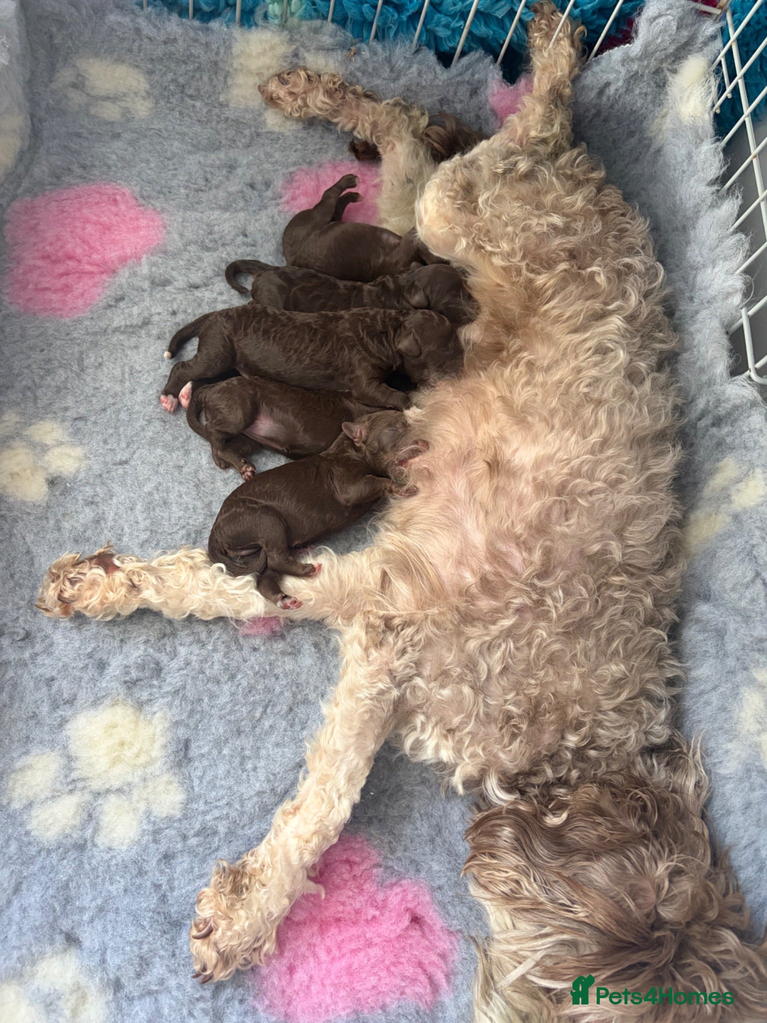 Bordoodle dogs Stunning little of colliepoo/bordoodle puppies  - Advert 2