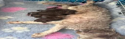 Bordoodle dogs for sale: Stunning little of colliepoo/bordoodle puppies  - Advert 2