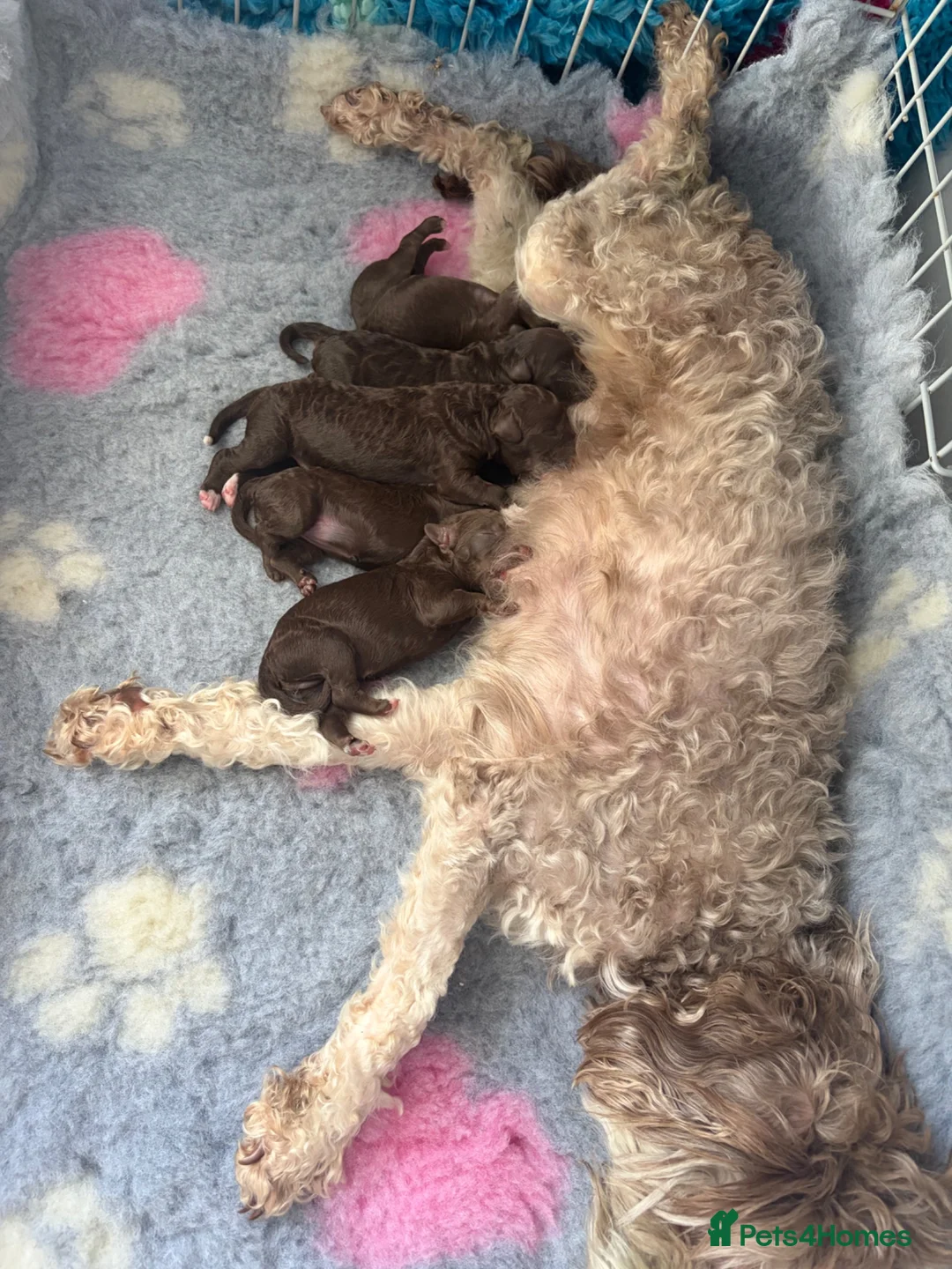 Bordoodle dogs for sale: Stunning little of colliepoo/bordoodle puppies  - Advert 2