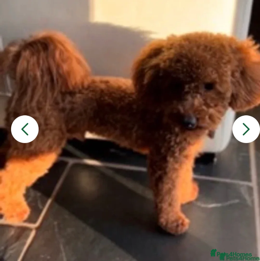 Maltipoo dogs for sale: Beautiful F1 Tiny  Maltipoo Puppies  ❤️  - Advert 12