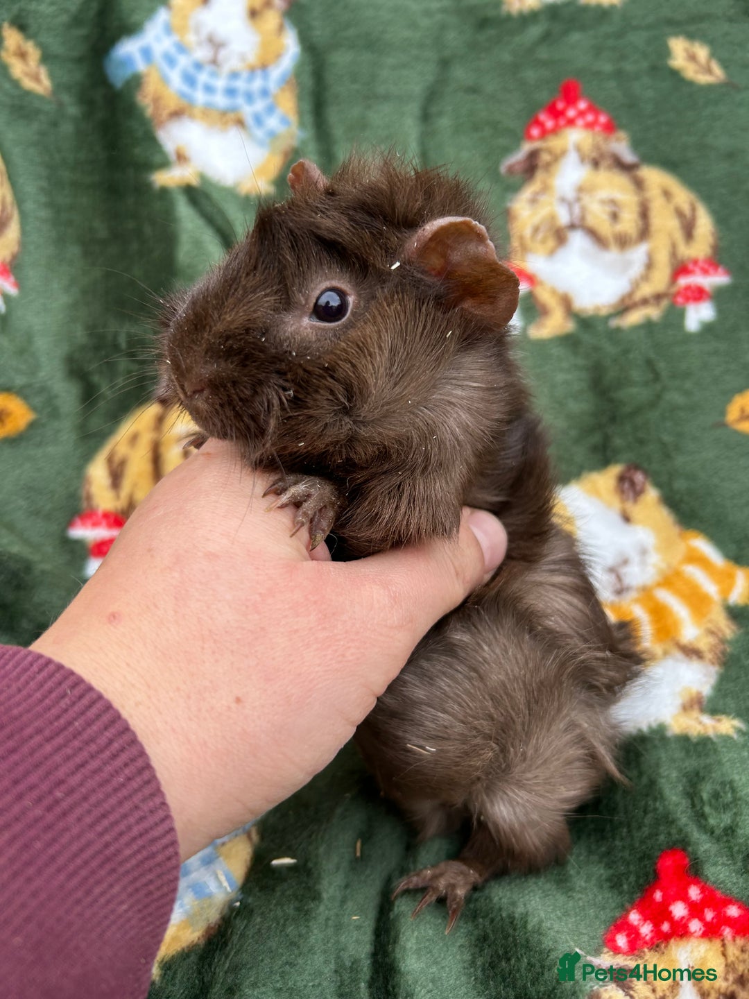 Guinea Pig rodents for sale: Baby Female Guineapigs  - Image 4