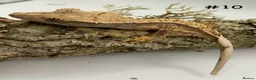 Gecko reptiles for sale: Adult, Juvenile and Lilly White Crested Geckos - Advert 20