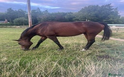 Irish Thoroughbred horses for sale: Bay gelding all rounder - Image 2