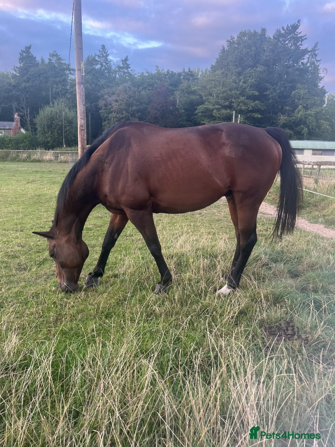 Irish Thoroughbred horses for sale: Bay gelding all rounder - Image 2