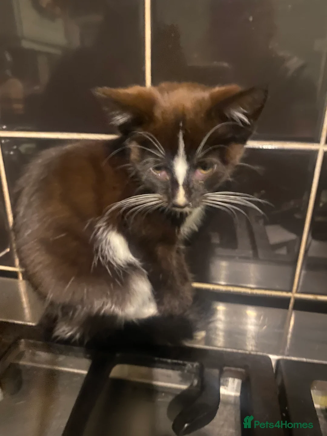 Mixed Breed cats for sale: Black male kitten  - Advert 2