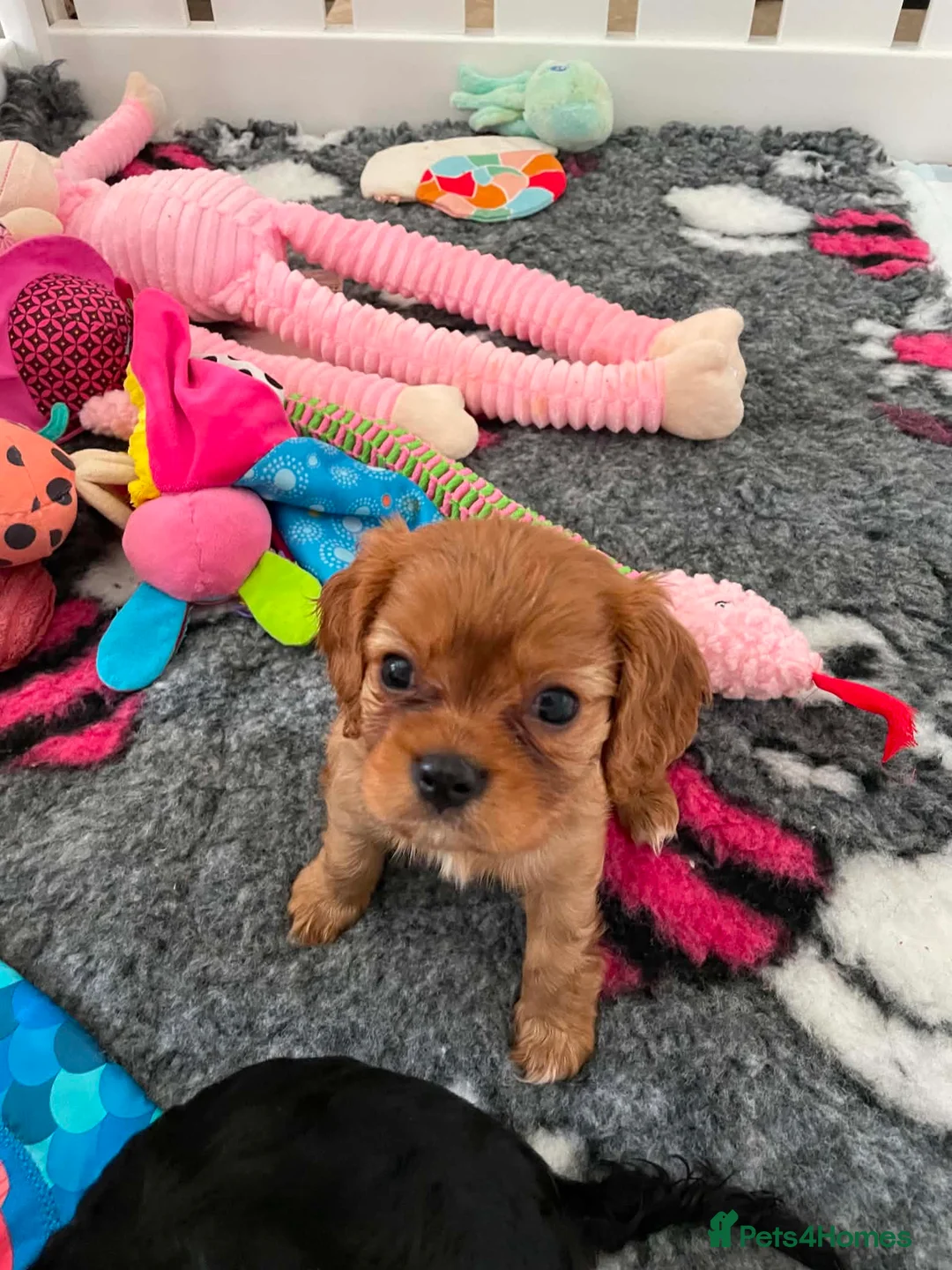 Cavalier King Charles Spaniel dogs for sale: Ruby boy puppy available  - Advert 3