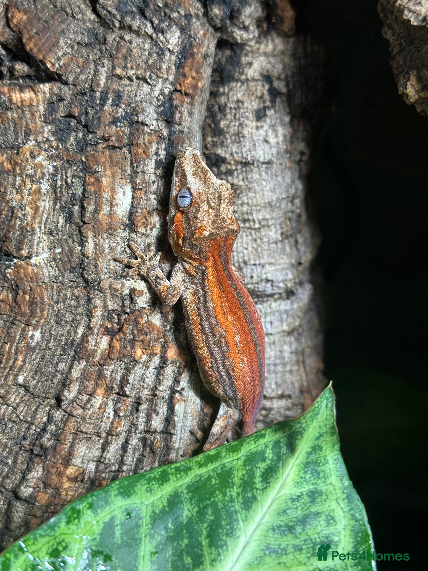 Gecko reptiles Juvenile Gargoyle Geckos - Advert 8