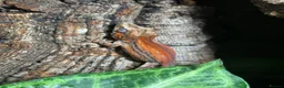 Gecko reptiles for sale: Juvenile Gargoyle Geckos - Advert 1