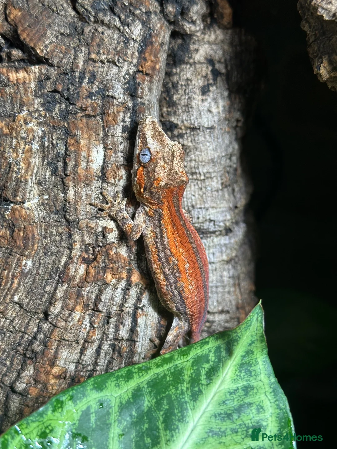 Gecko reptiles for sale: Juvenile Gargoyle Geckos - Advert 1