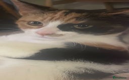 Domestic Shorthair cats for sale: 4 month old calico kitten female  - Image 6